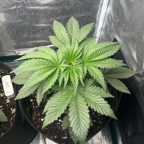 Runtz Muffin growlog timeline photo