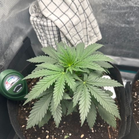 Blue Cheese growlog timeline photo