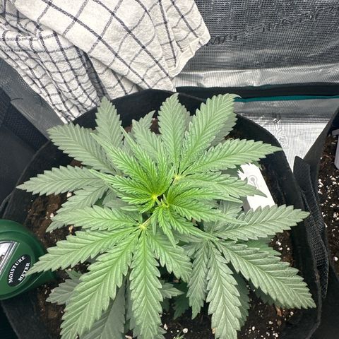 Blue Cheese growlog timeline photo