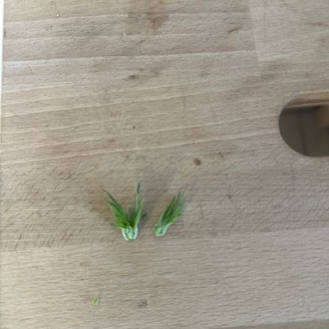 Blue Cheese growlog timeline photo