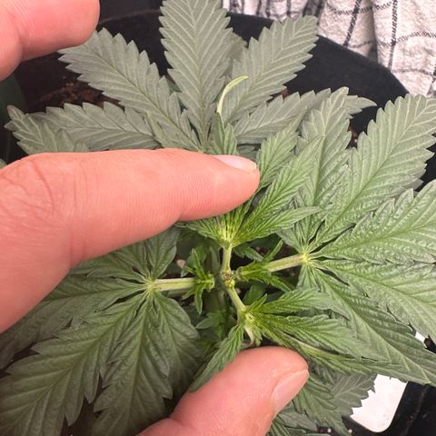 Blue Cheese growlog timeline photo
