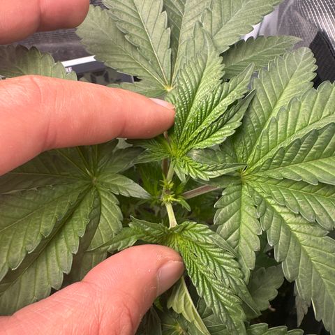 Runtz Muffin growlog timeline photo
