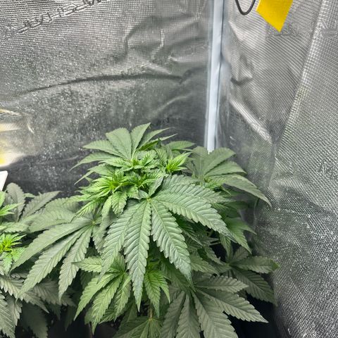 Runtz Muffin growlog timeline photo