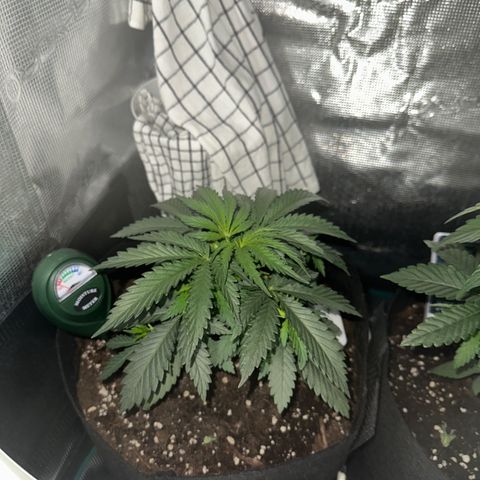 Blue Cheese growlog timeline photo