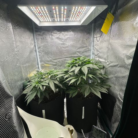 Blue Cheese growlog timeline photo