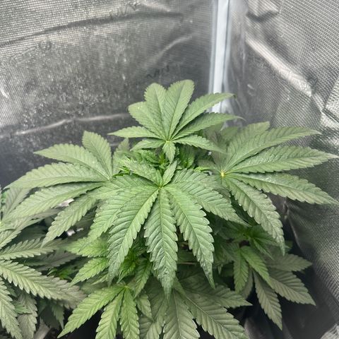 Runtz Muffin growlog timeline photo