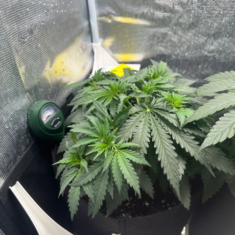 Blue Cheese growlog timeline photo