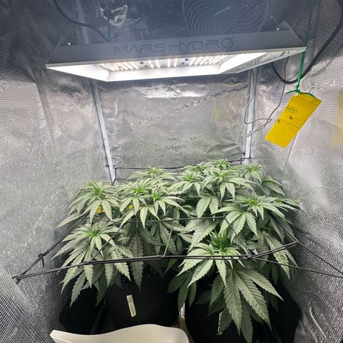 Blue Cheese growlog timeline photo