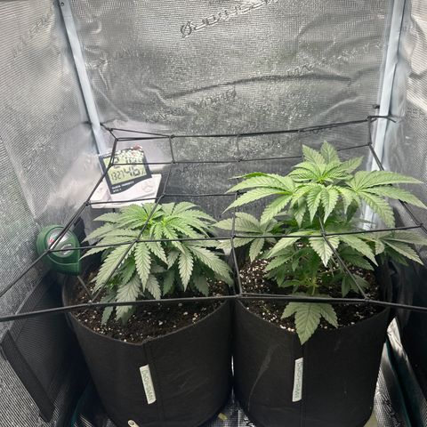 Runtz Muffin growlog timeline photo