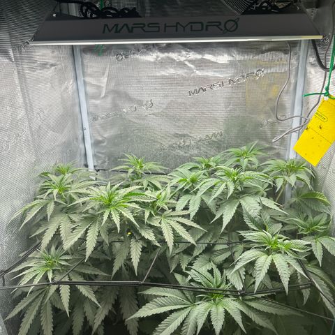 Runtz Muffin growlog timeline photo