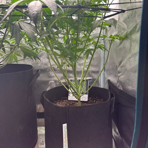 Runtz Muffin growlog timeline photo