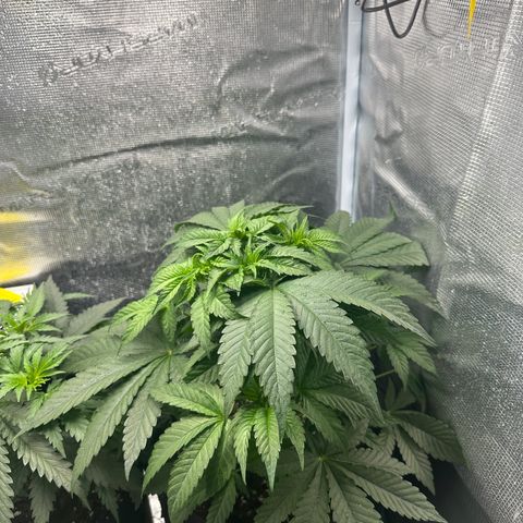 Runtz Muffin growlog timeline photo