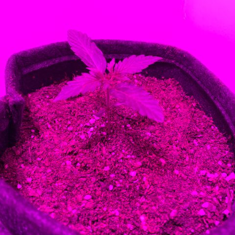 Genética desconocida growlog timeline photo