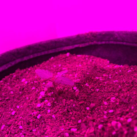 Genética desconocida growlog timeline photo