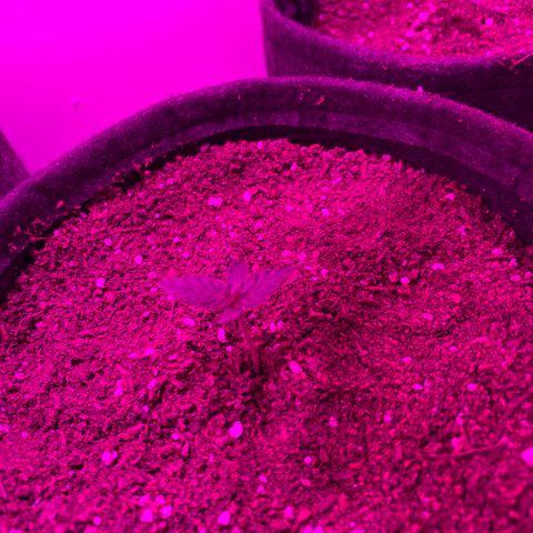 Genética desconocida growlog timeline photo