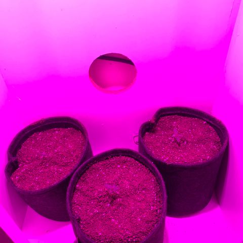 Genética desconocida growlog timeline photo
