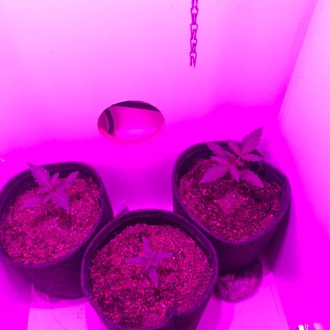 Genética desconocida growlog timeline photo