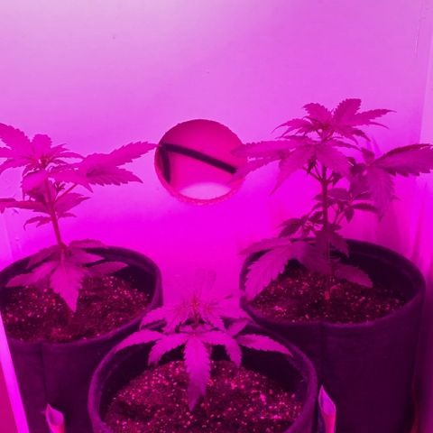 Genética desconocida growlog timeline photo