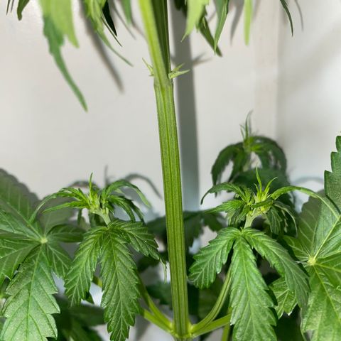 Genética desconocida growlog timeline photo