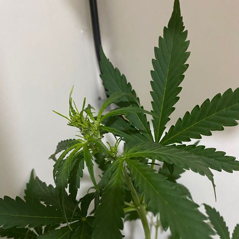 Genética desconocida growlog timeline photo