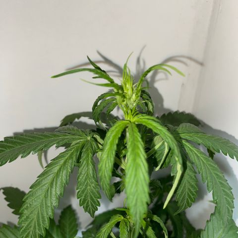 Genética desconocida growlog timeline photo
