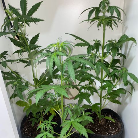 Genética desconocida growlog timeline photo