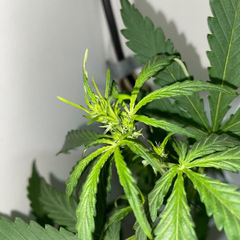 Genética desconocida growlog timeline photo
