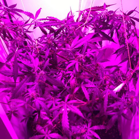 Genética desconocida growlog timeline photo