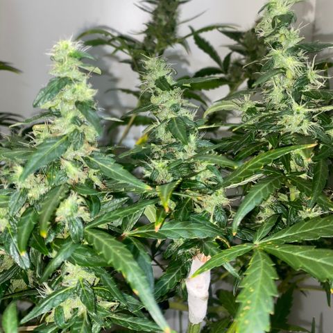 Genética desconocida growlog timeline photo