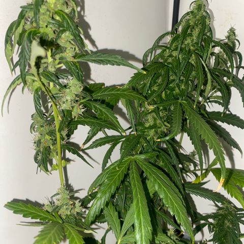 Genética desconocida growlog timeline photo
