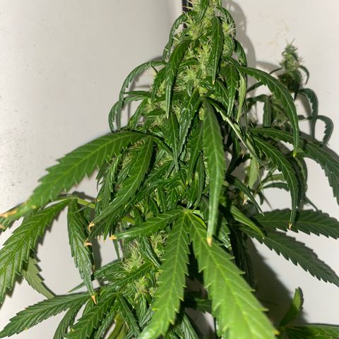 Genética desconocida growlog timeline photo