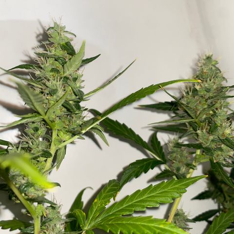 Genética desconocida growlog timeline photo