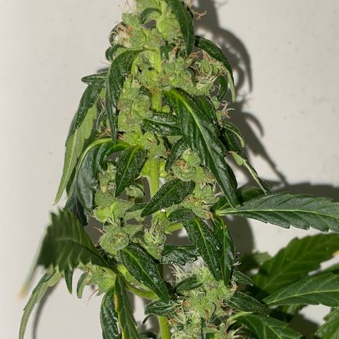 Genética desconocida growlog timeline photo