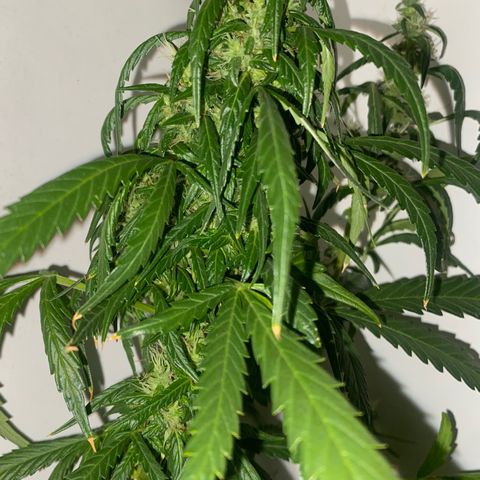 Genética desconocida growlog timeline photo