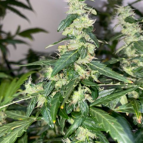 Genética desconocida growlog timeline photo