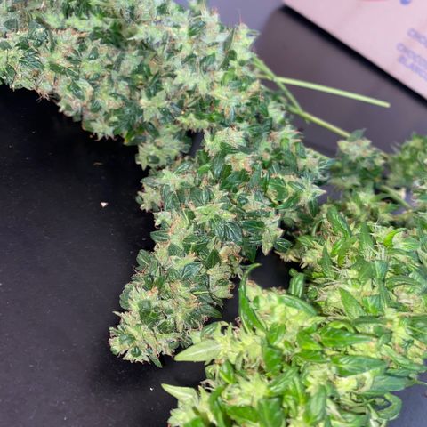 Genética desconocida growlog timeline photo