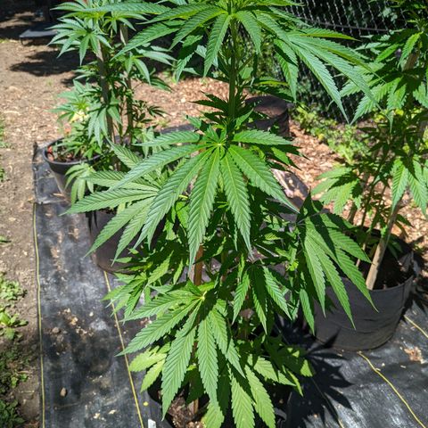 Dolato F2 growlog timeline photo