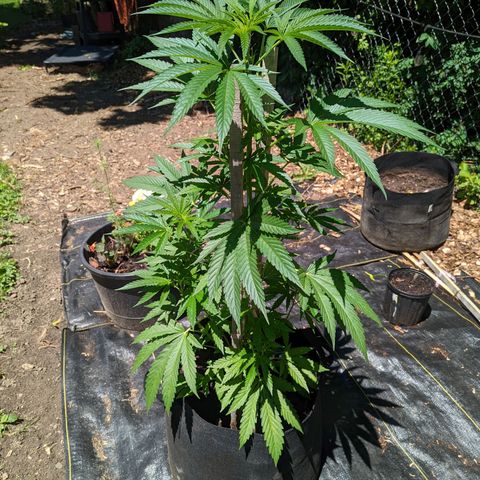 Dolato F1 growlog timeline photo