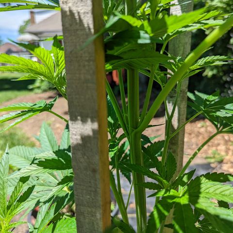 Dolato F1 growlog timeline photo
