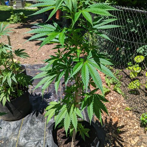 Dutch Hawaiian F2 growlog timeline photo