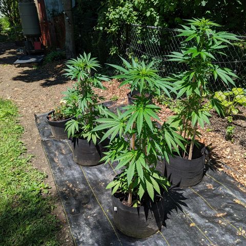 Dutch Hawaiian F1 growlog timeline photo