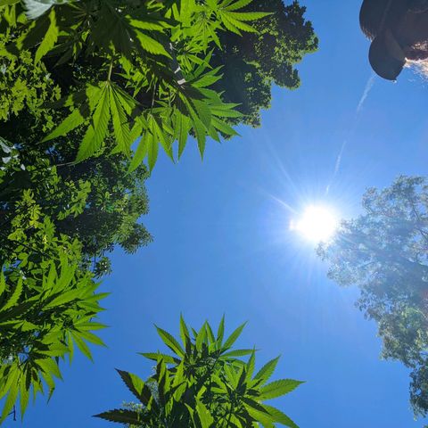 Dutch Hawaiian F1 growlog timeline photo