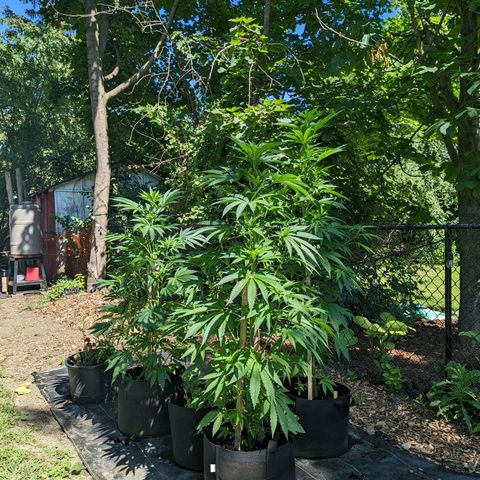 Dolato F2 growlog timeline photo