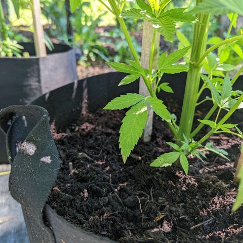 Dolato F2 growlog timeline photo