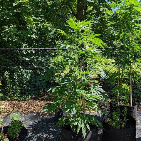 Dolato F1 growlog timeline photo
