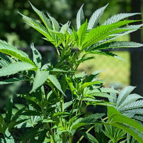 Dolato F1 growlog timeline photo