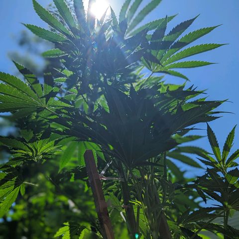Dolato F1 growlog timeline photo