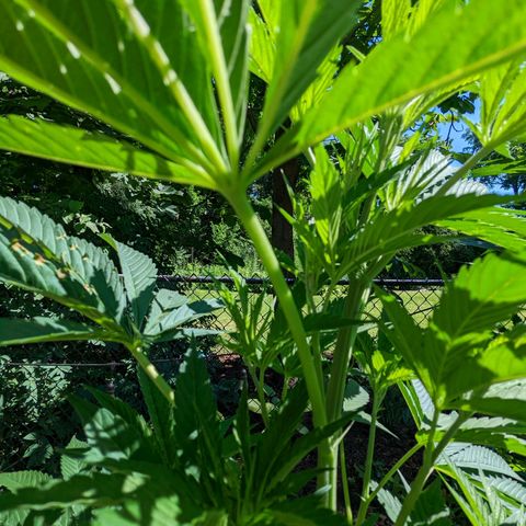 Dolato F1 growlog timeline photo