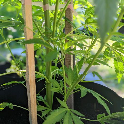 Dolato F1 growlog timeline photo