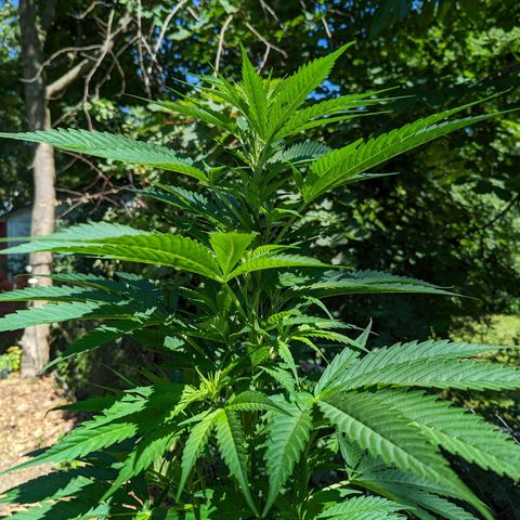 Dutch Hawaiian F2 growlog timeline photo